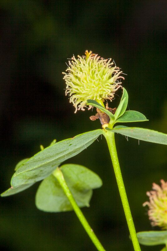 Euphorbia fragifera flower
