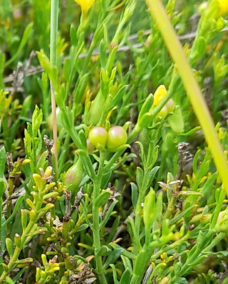 Menodora integrifolia fruit