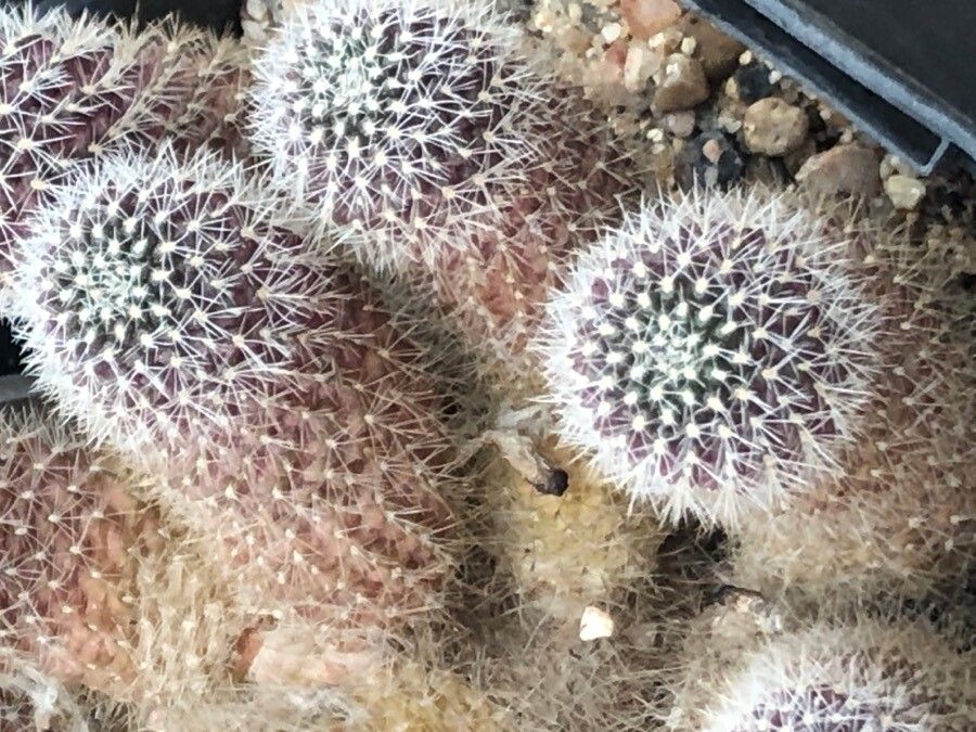 Aylostera einsteinii — related species from the same genus