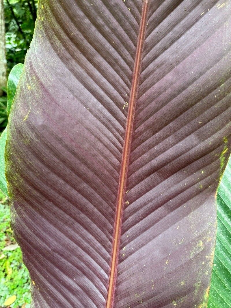 Goeppertia vinosa leaf