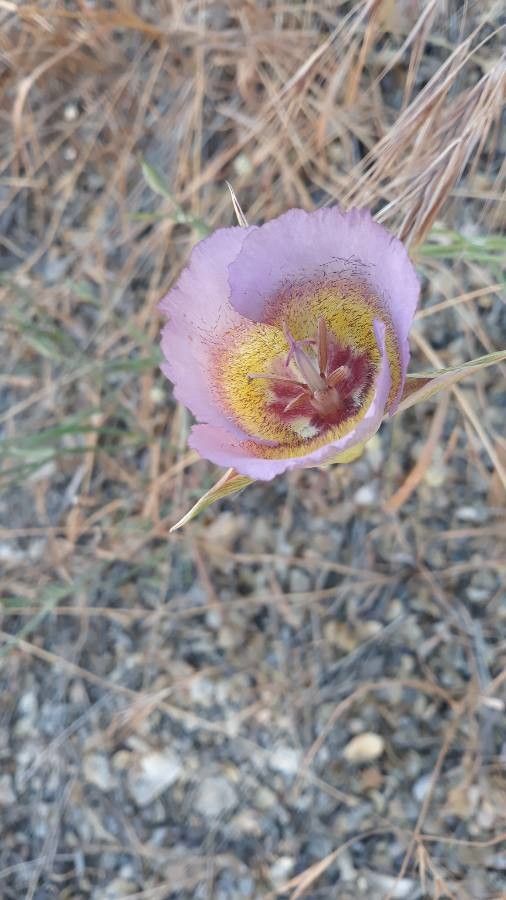 Calochortus plummerae — search result for 'Calochortus'