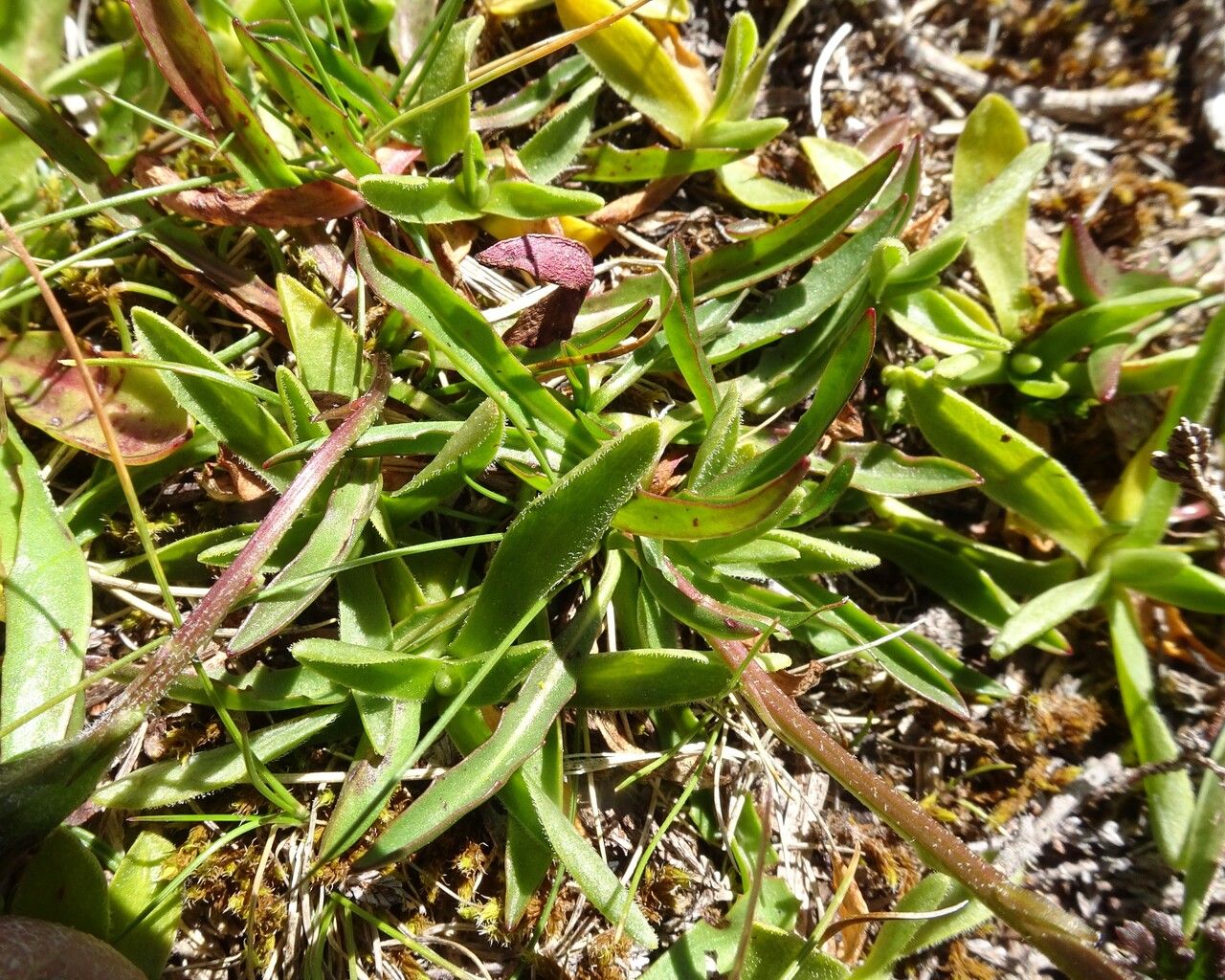 Scorzoneroides duboisii — related species from the same genus