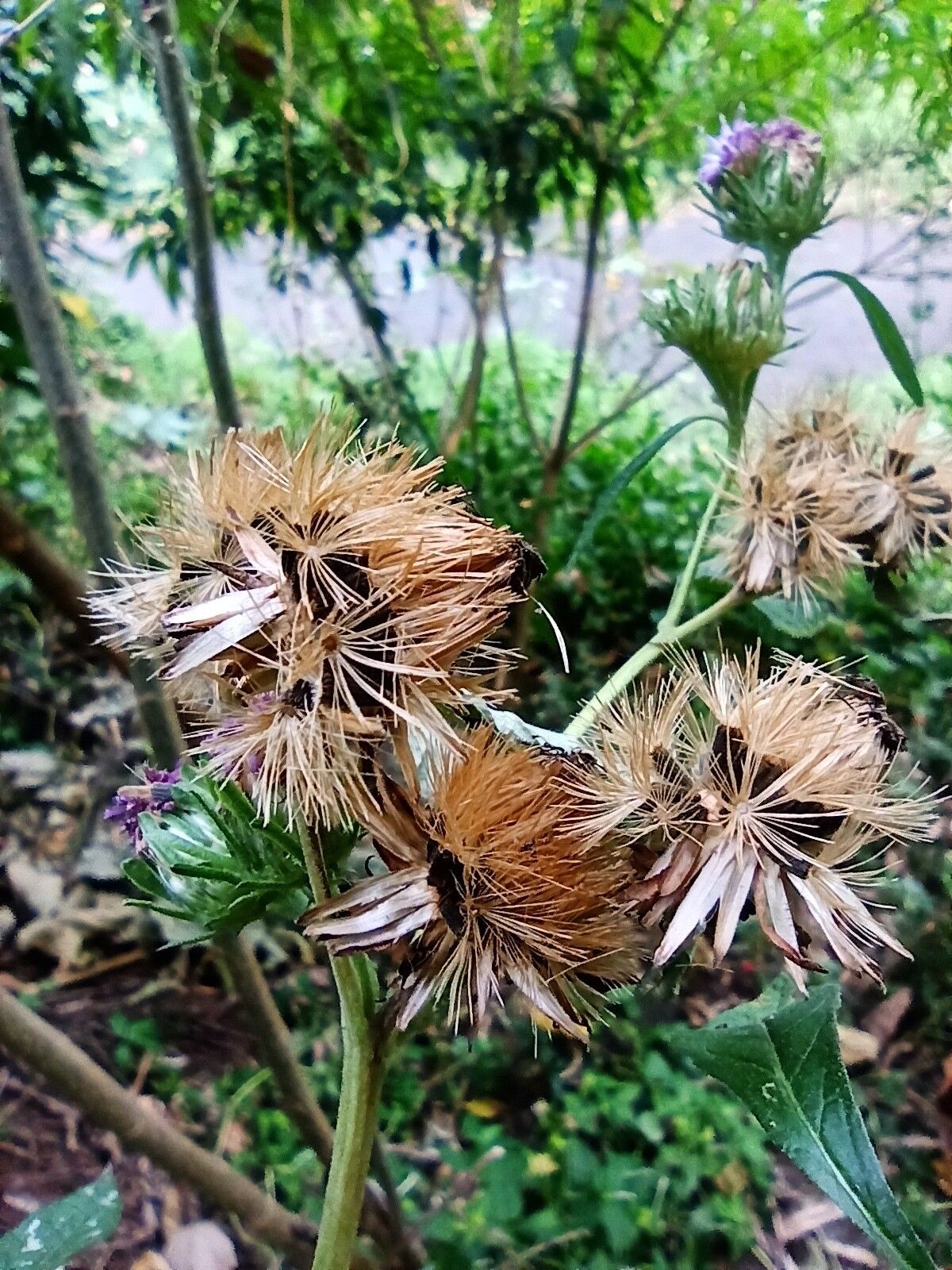 Baccharoides anthelmintica — related species from the same genus