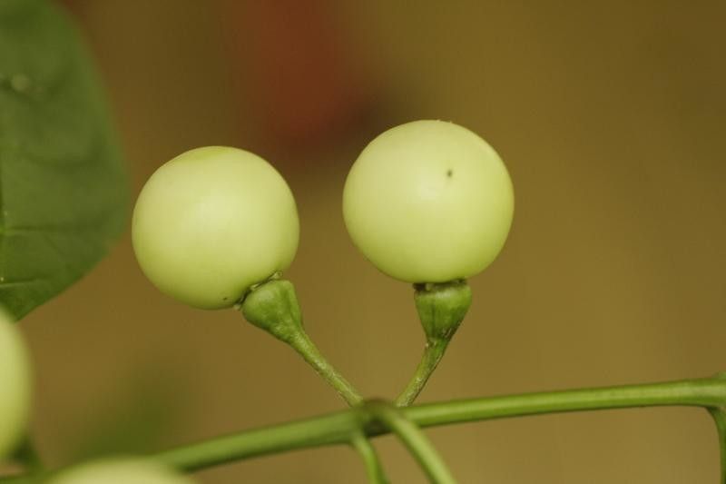 Solanum leucocarpon fruit