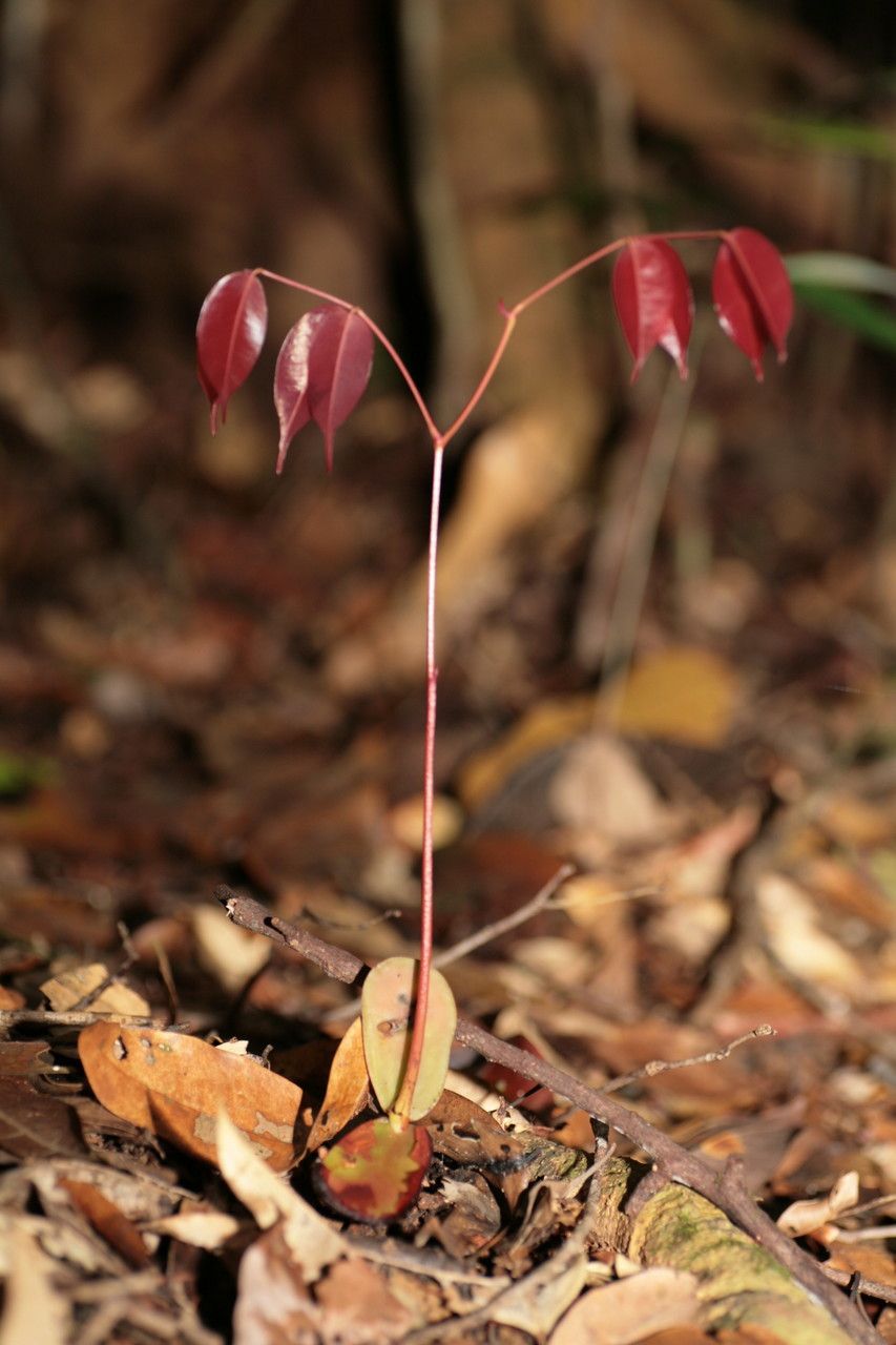 Eperua falcata — houseplant care guide