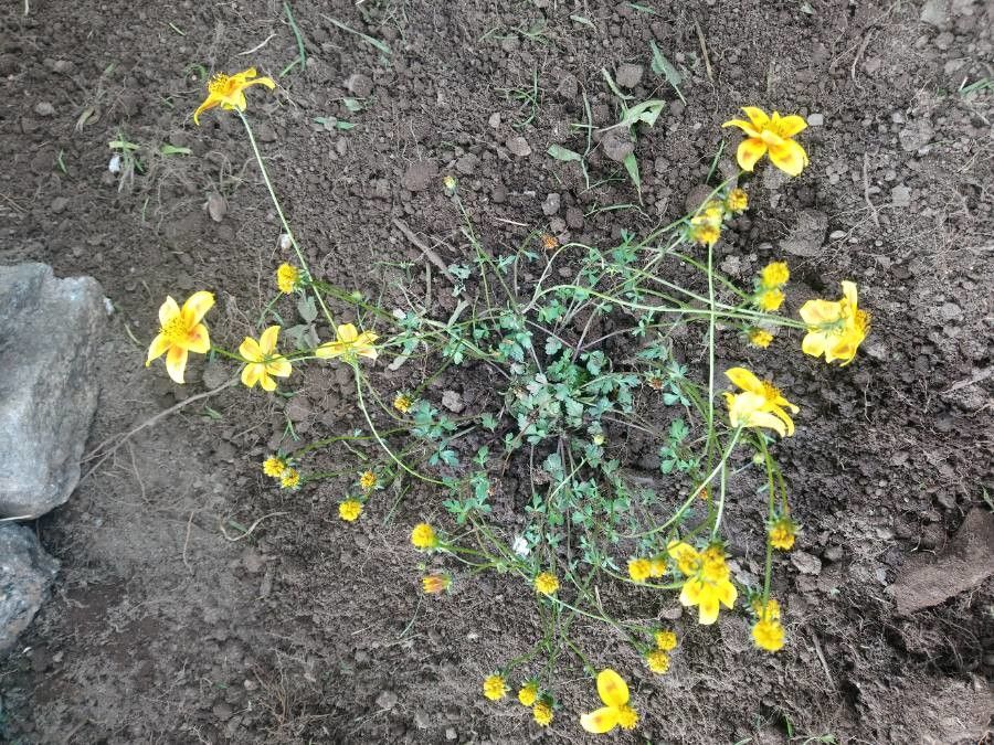 Tagetes lunulata habit