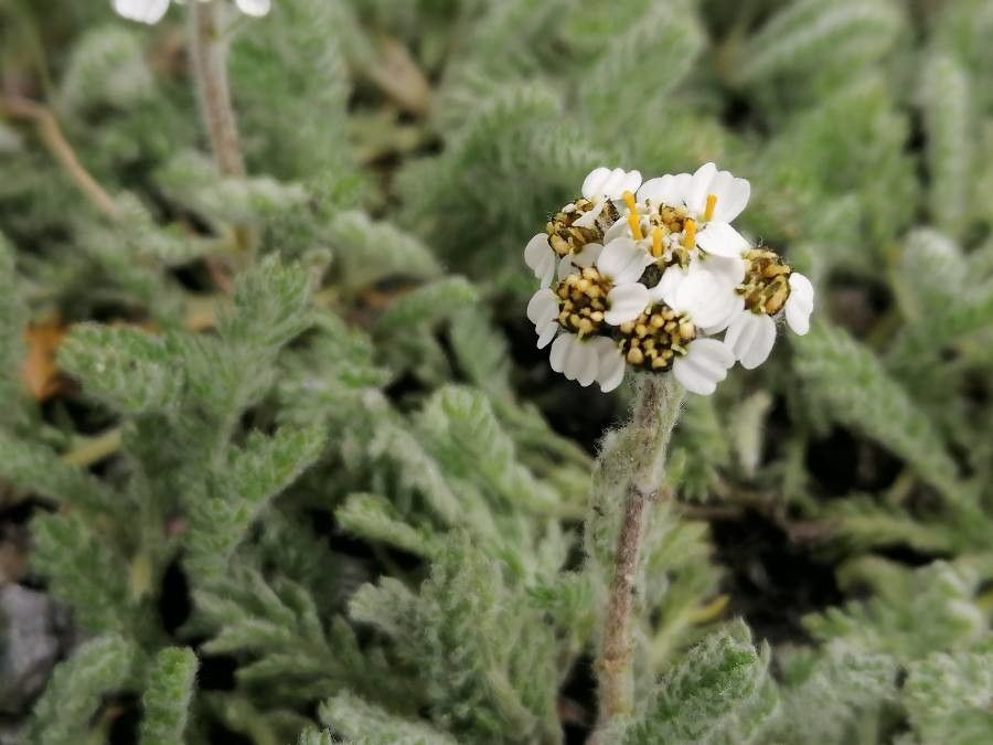 Achillea nana flower