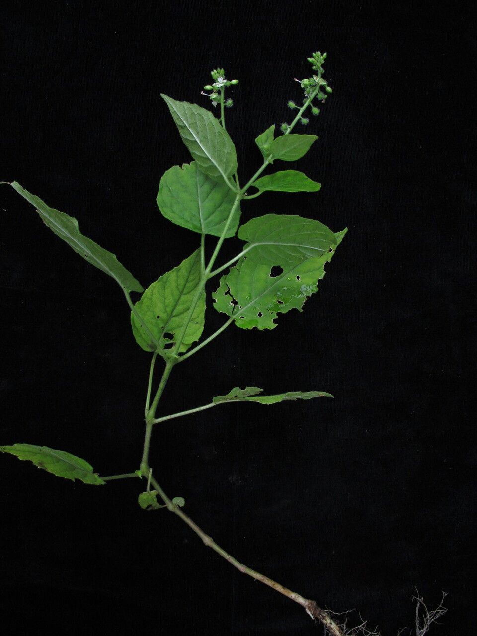 Circaea repens — related species from the same genus