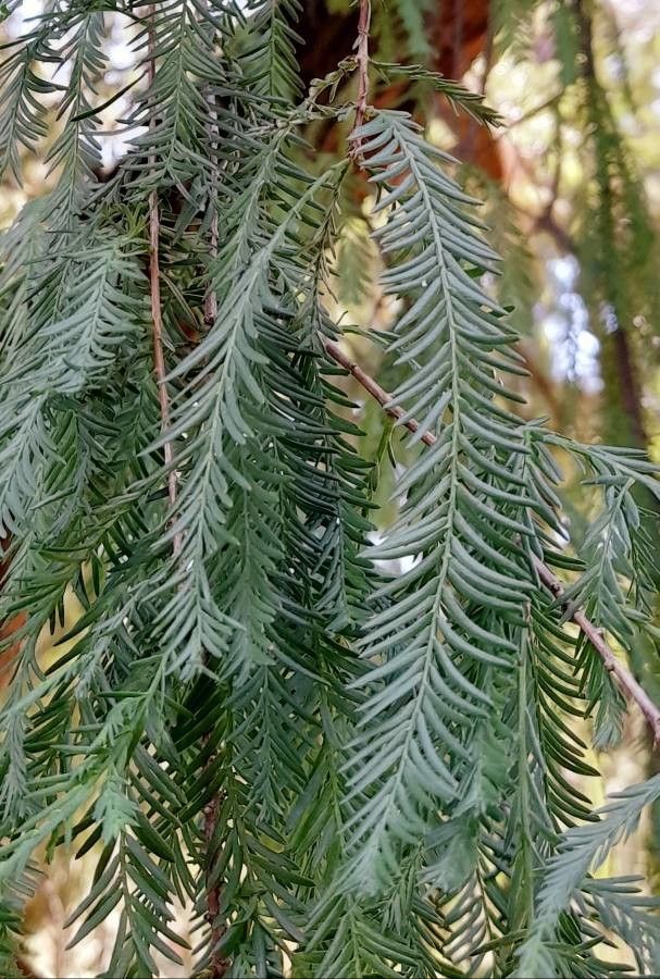 Taxodium huegelii leaf
