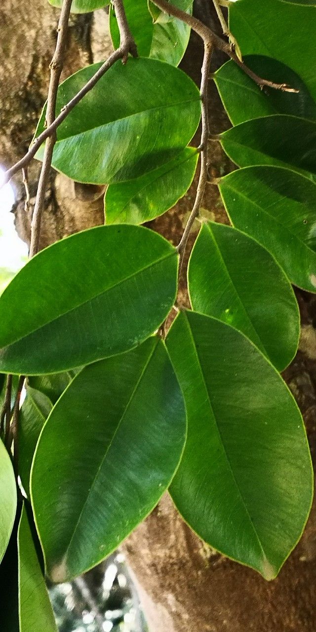 Aquilaria sinensis leaf