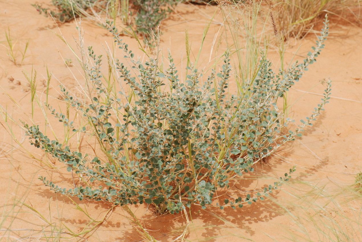Tephrosia obcordata habit