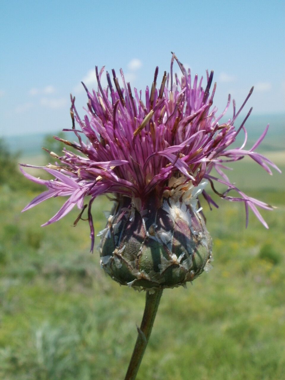 Centaurea jankae flower