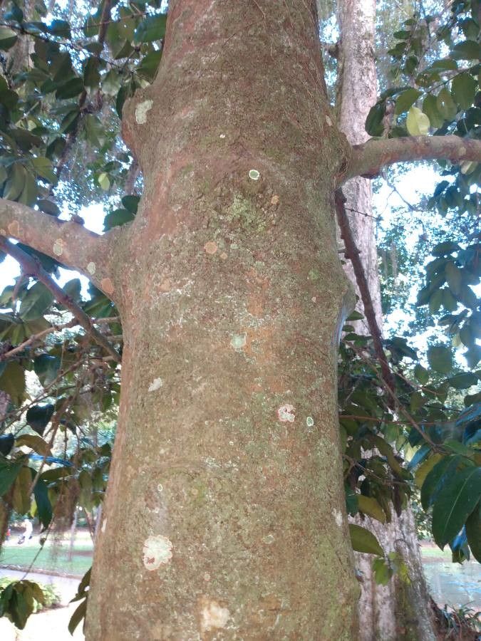 Garcinia brasiliensis bark