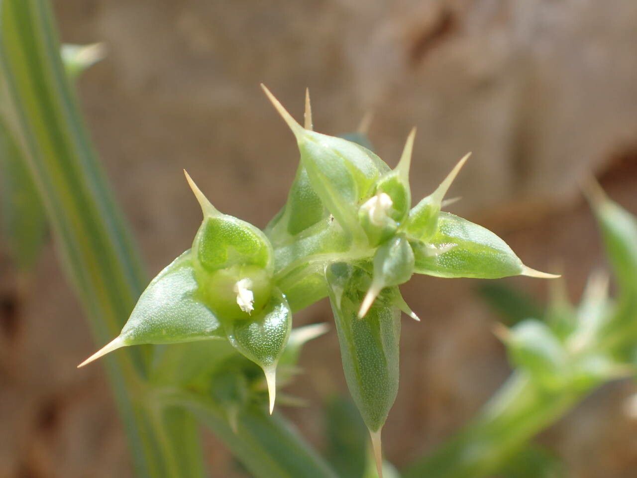 Salsola kali leaf