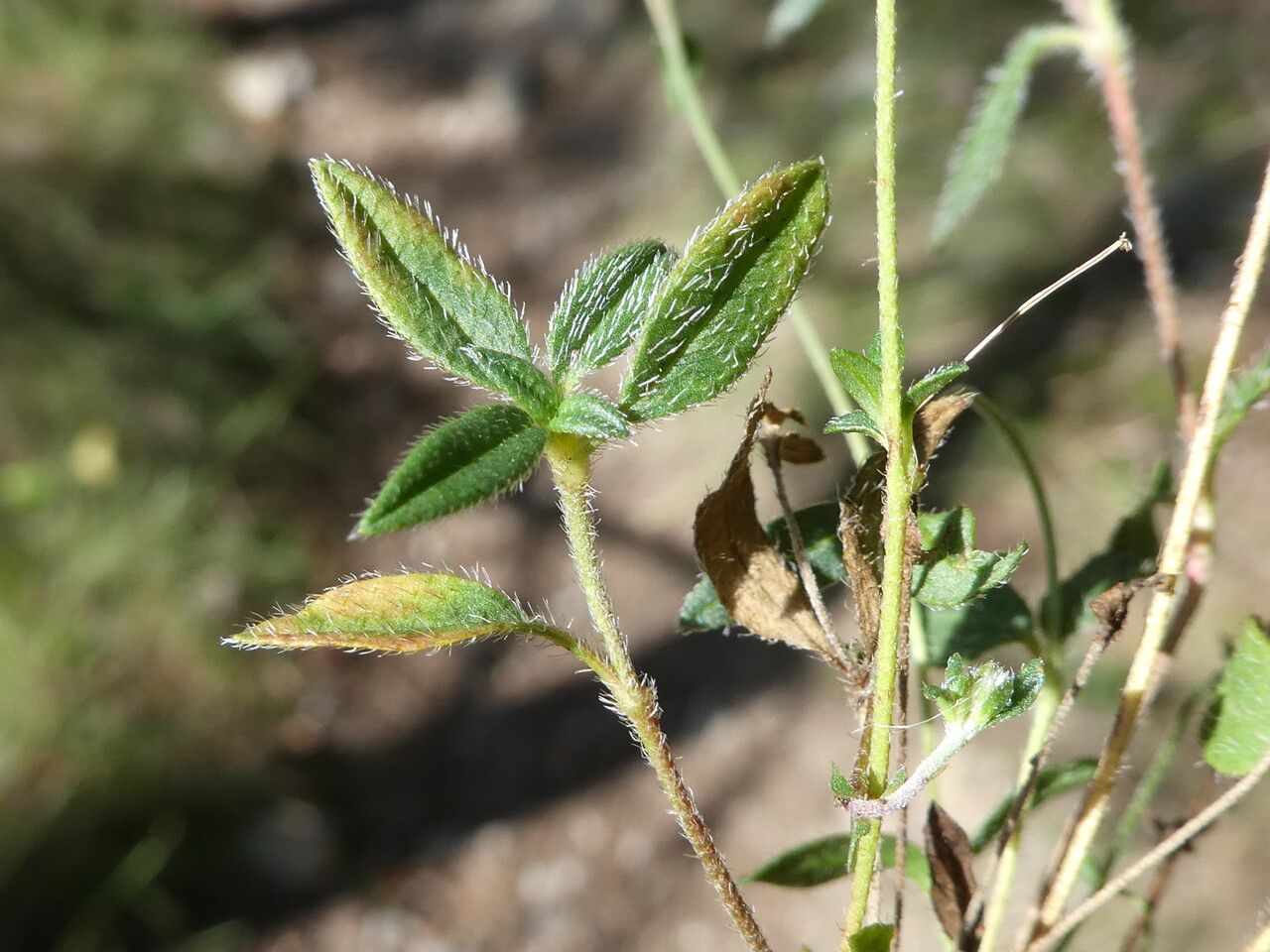 Helianthemum oelandicum bark