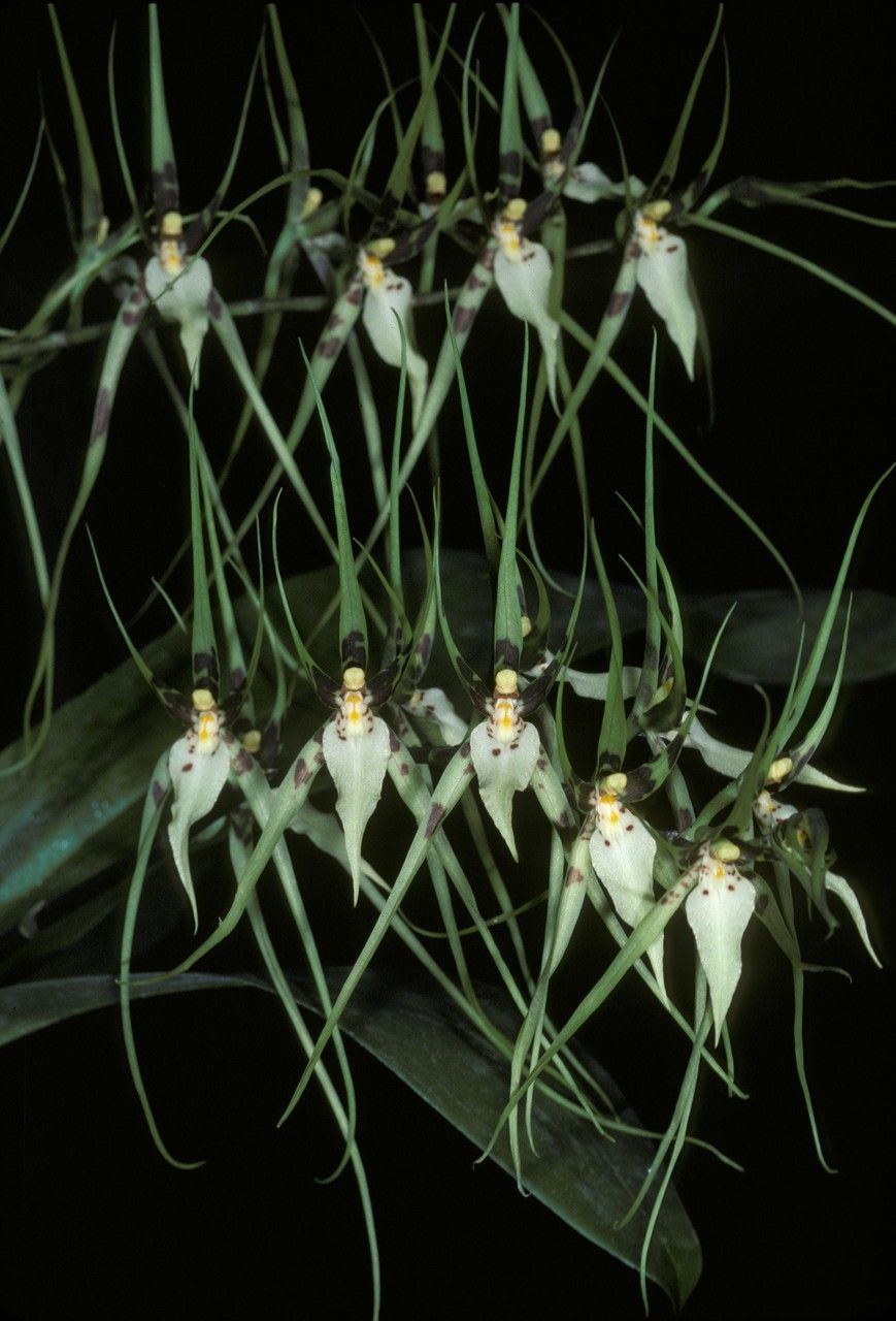 Brassia rhizomatosa — search result for 'Brassia'
