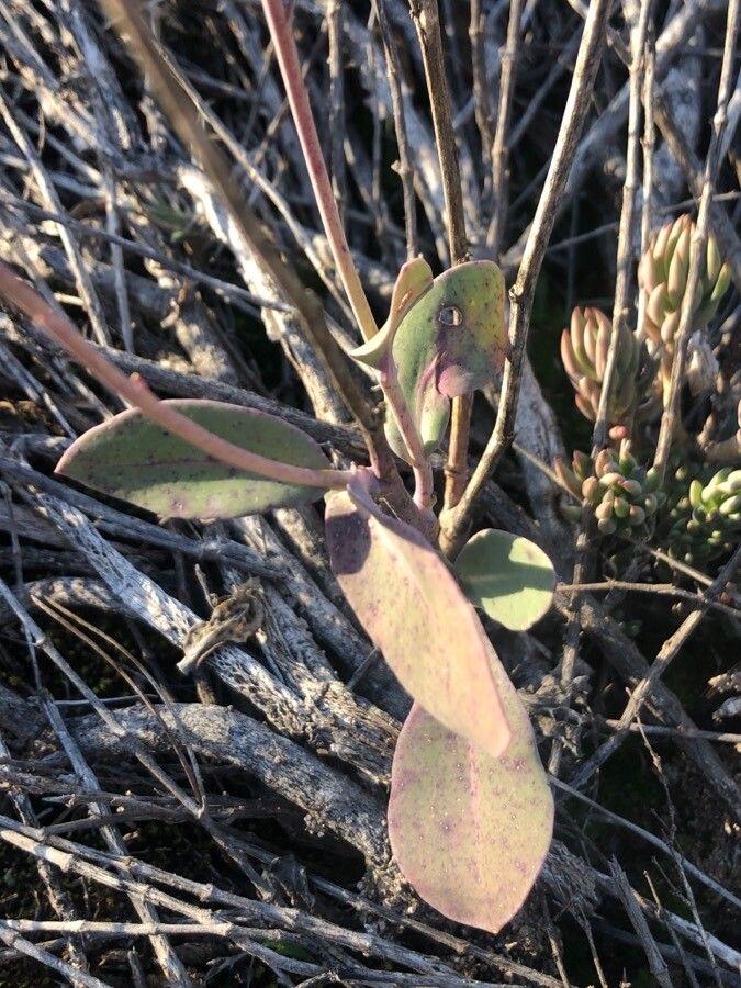 Moricandia moricandioides leaf