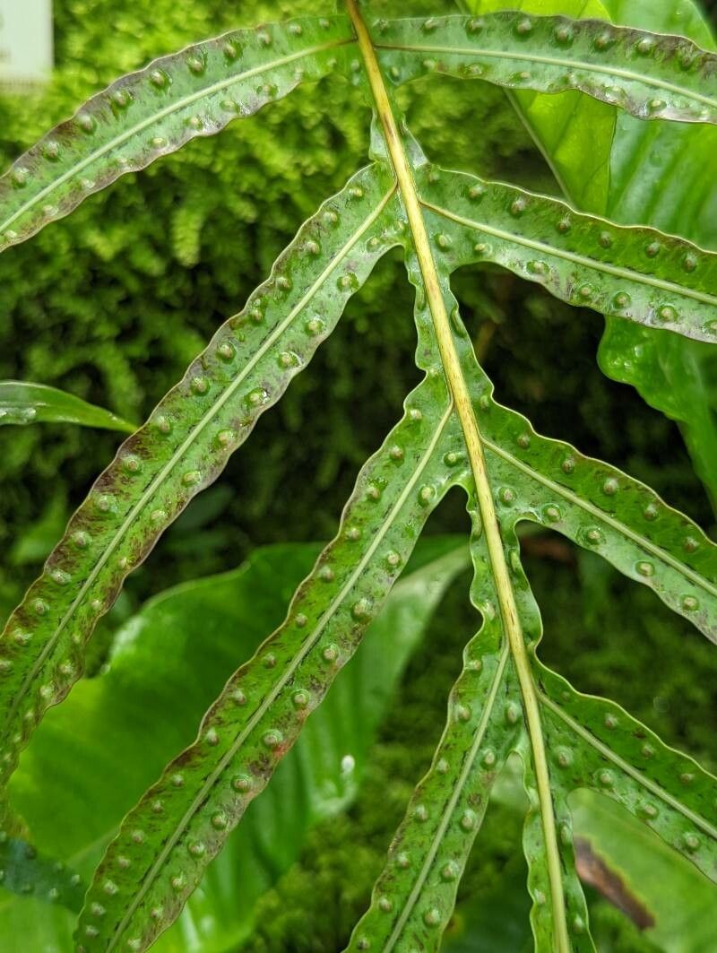 Leptochilus ellipticus — related species from the same genus