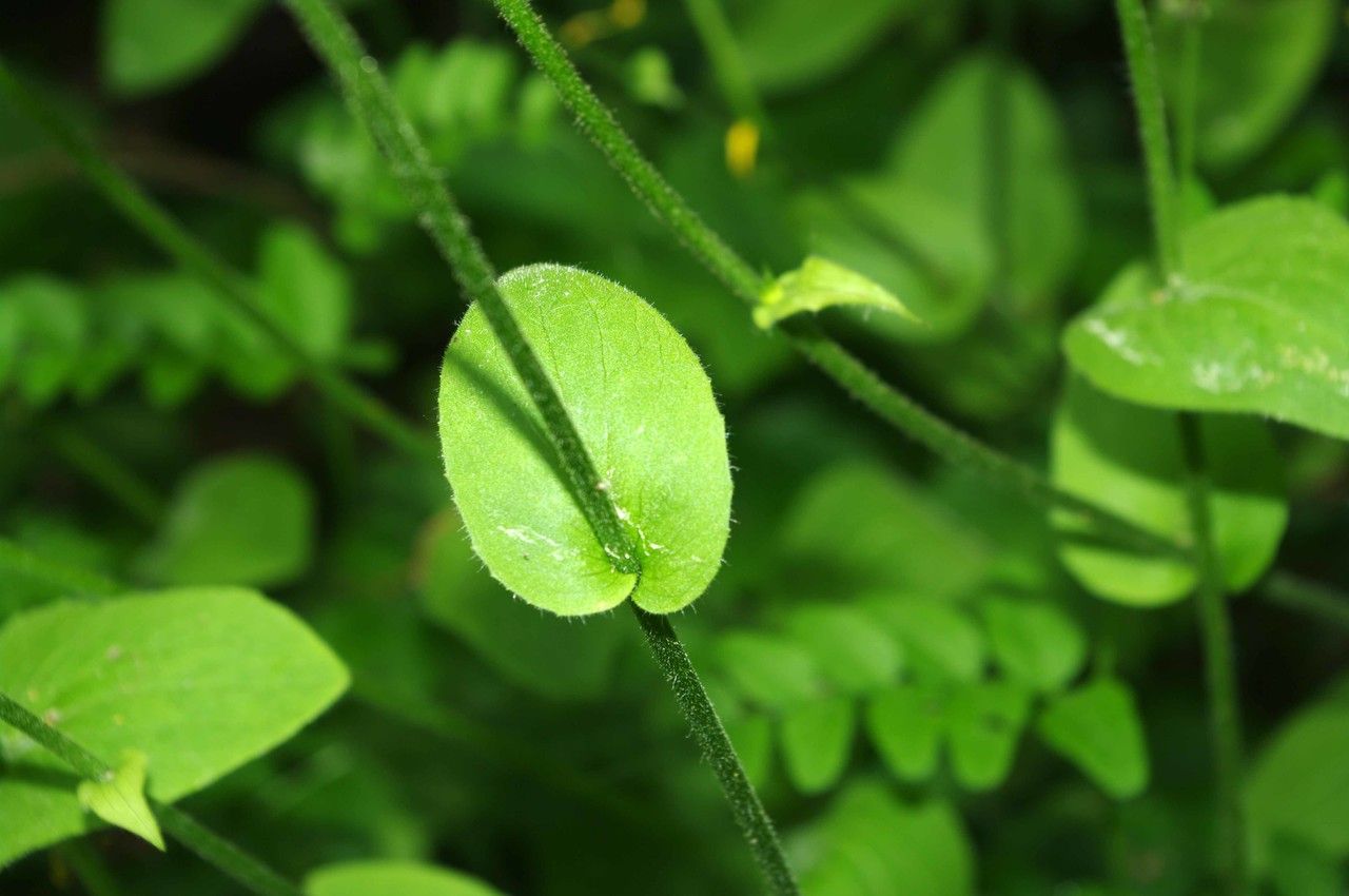 Doronicum x excelsum — search result for 'Doronicum'