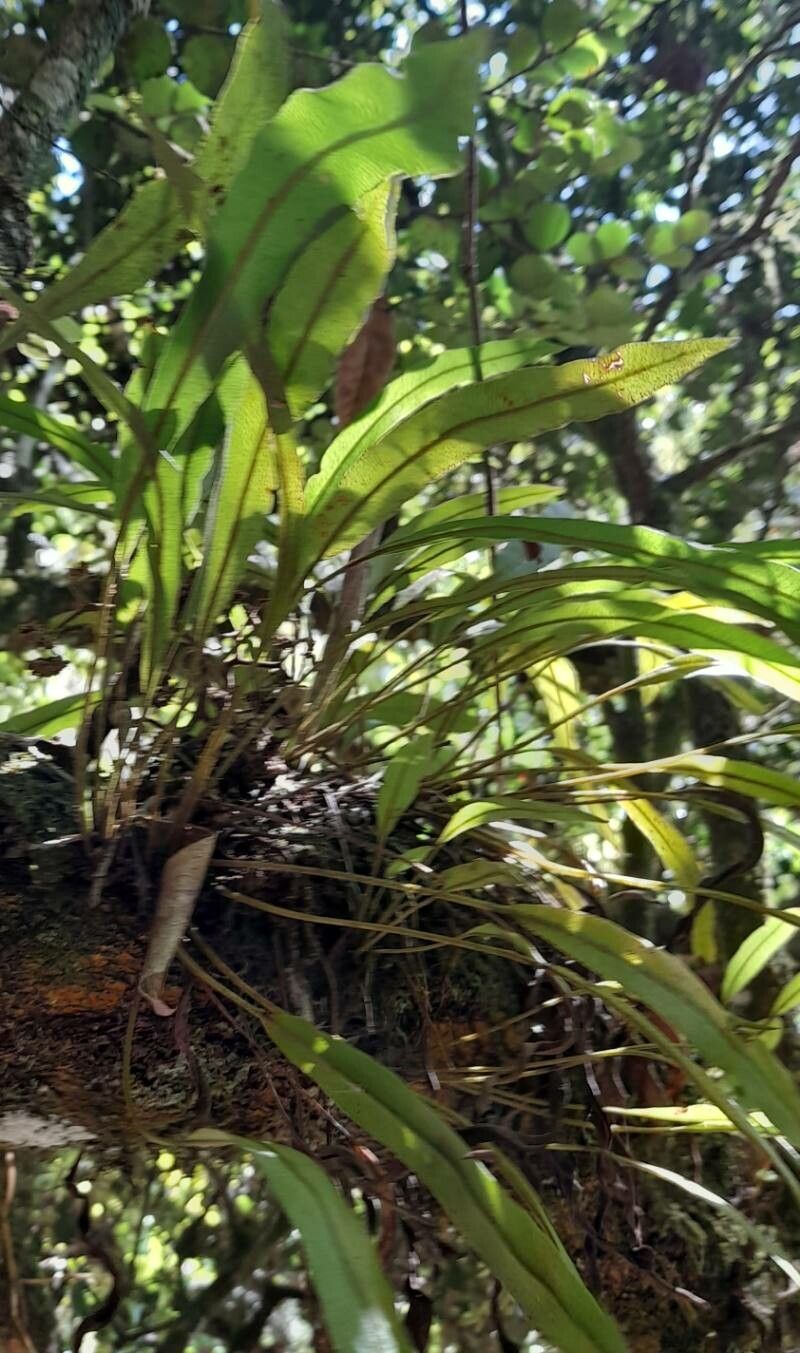 Elaphoglossum eggersii habit