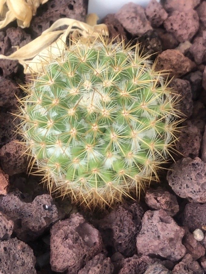 Mammillaria amajacensis leaf