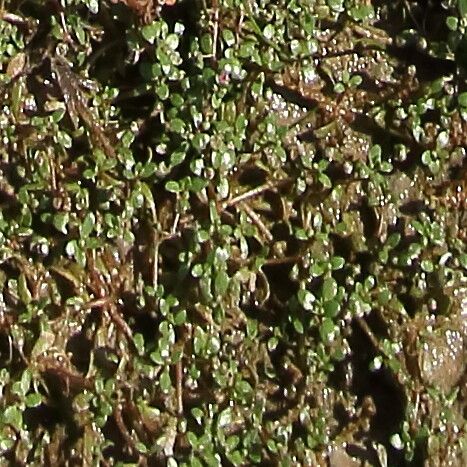 Elatine hexandra — houseplant care guide