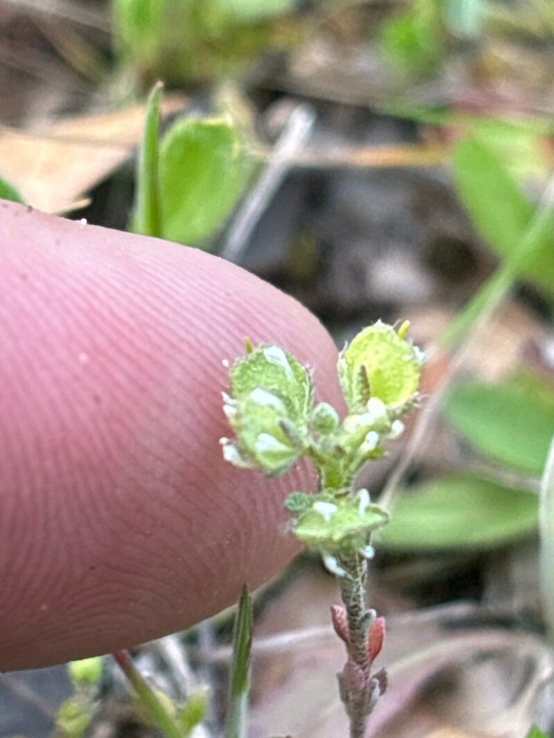 Alyssum granatense fruit