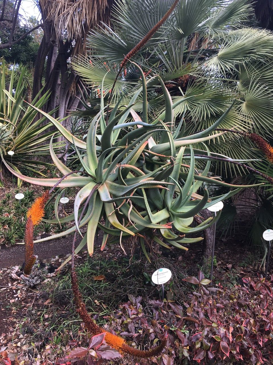 Aloe spicata — houseplant care guide