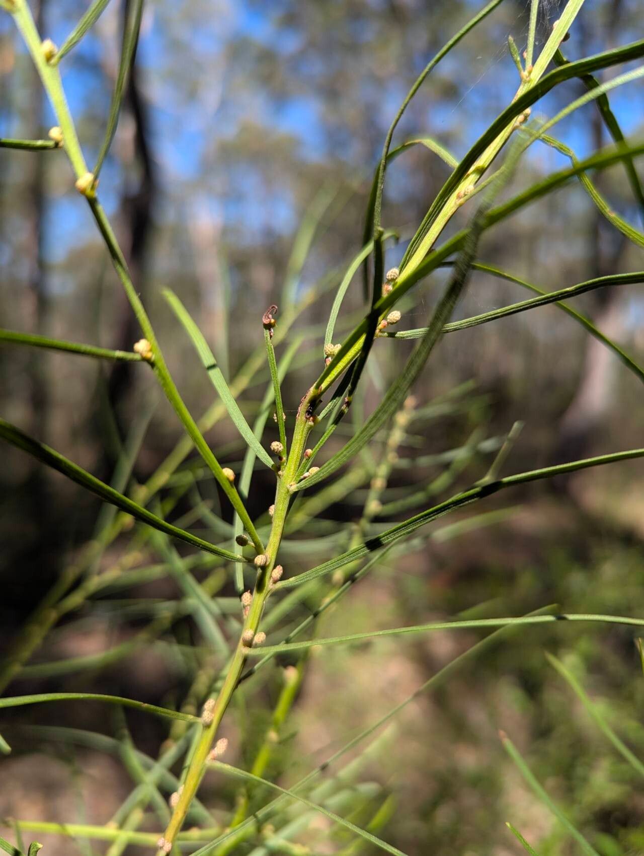 Acacia elongata — houseplant care guide