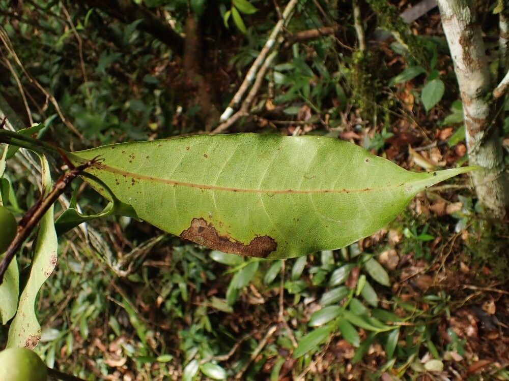 Ficus conraui — houseplant care guide