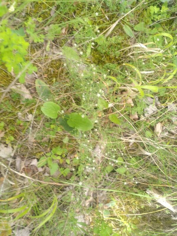 Thesium divaricatum habit