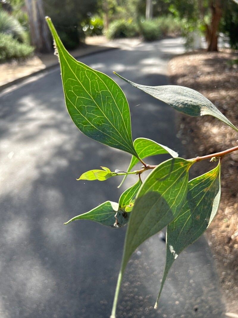 Hakea petiolaris — search result for 'Hakea'