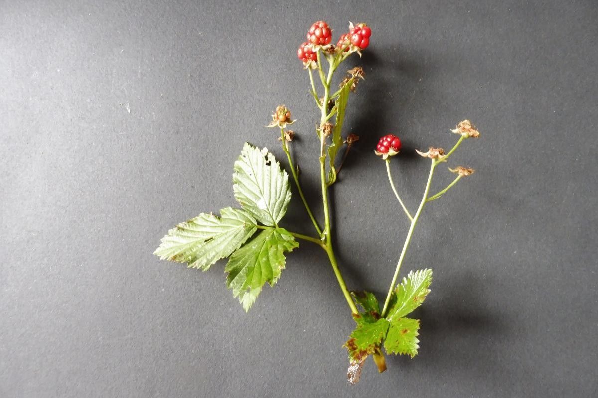 Rubus bertramii flower
