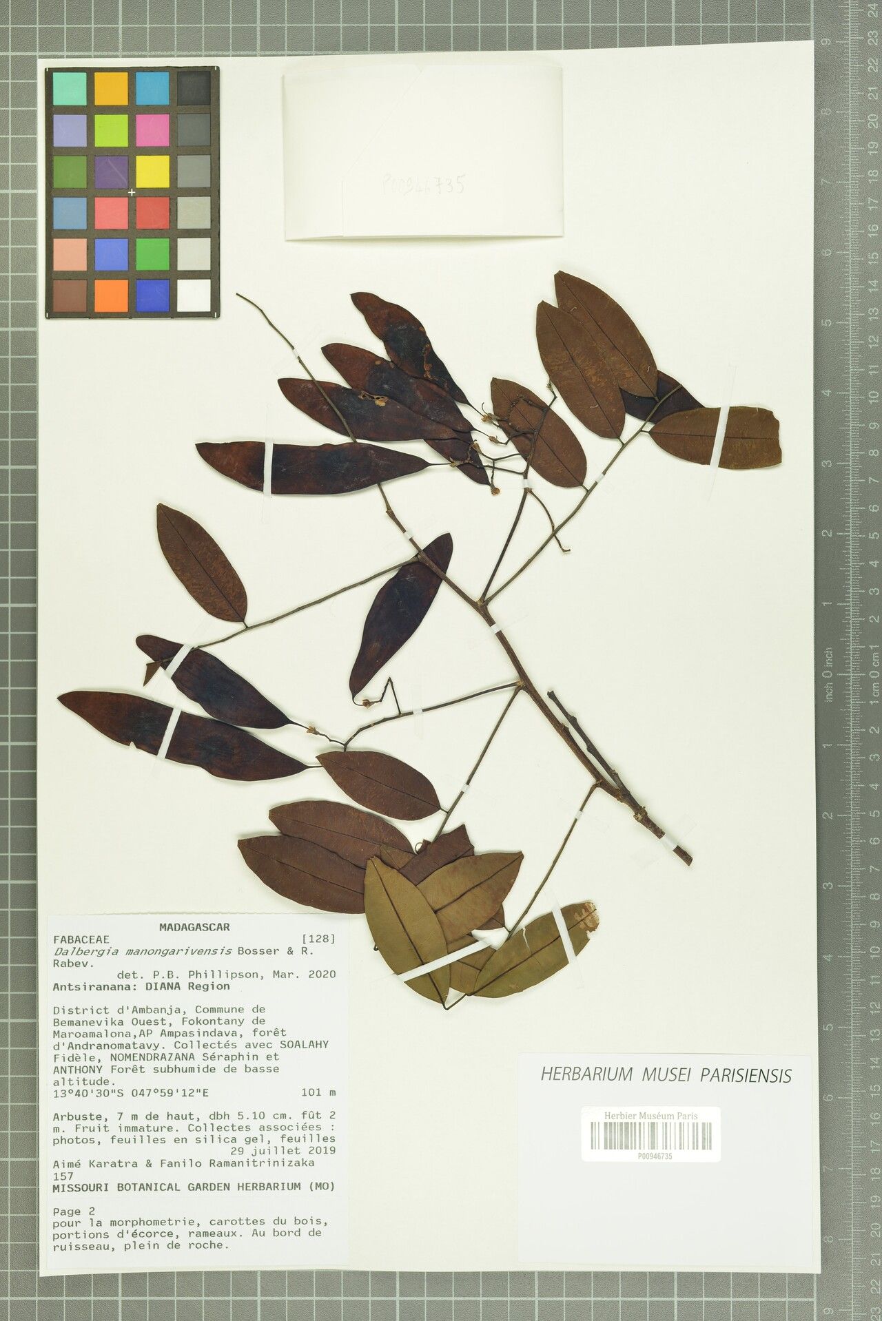 Dalbergia manongarivensis — houseplant care guide