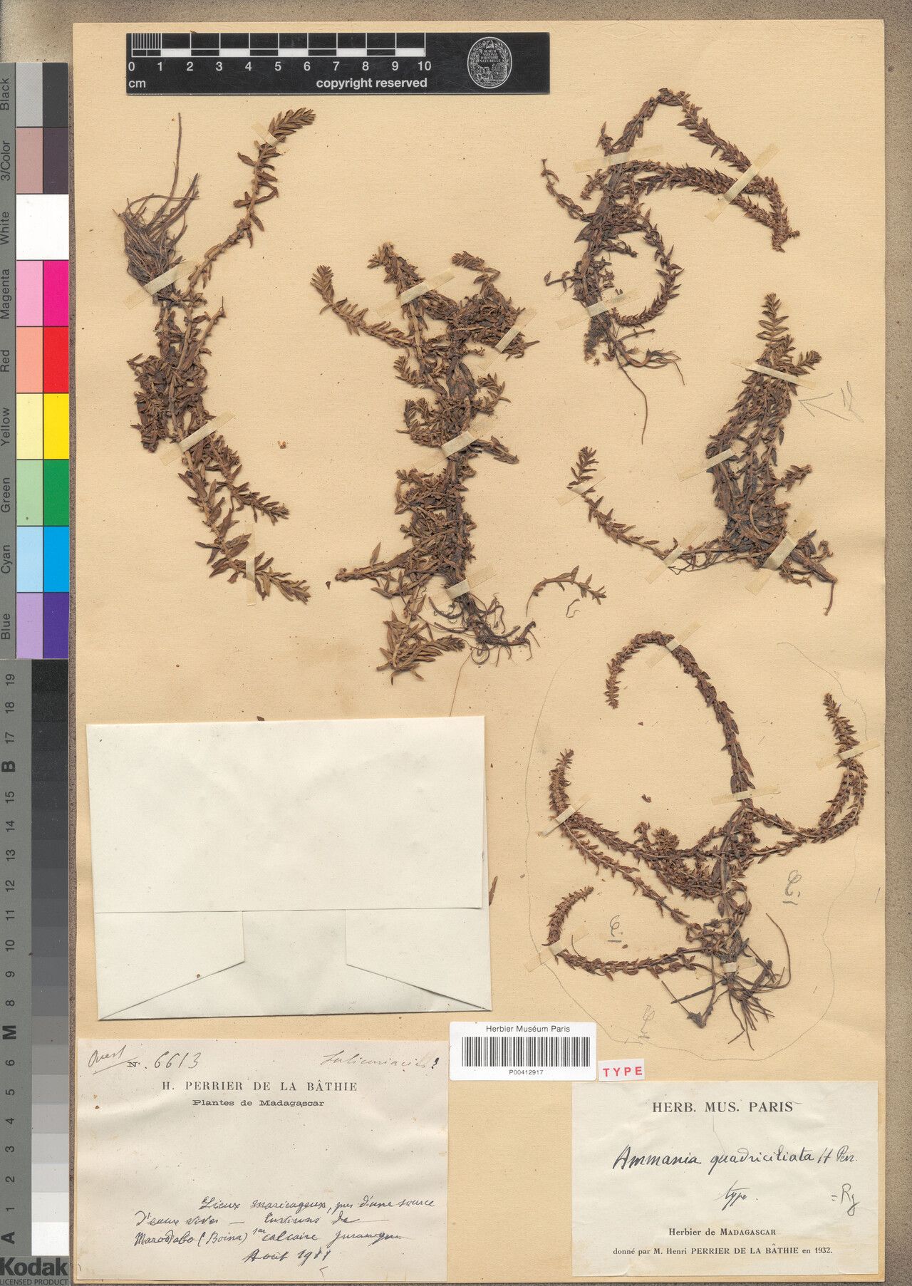 Ammannia quadriciliata — search result for 'Ammannia'