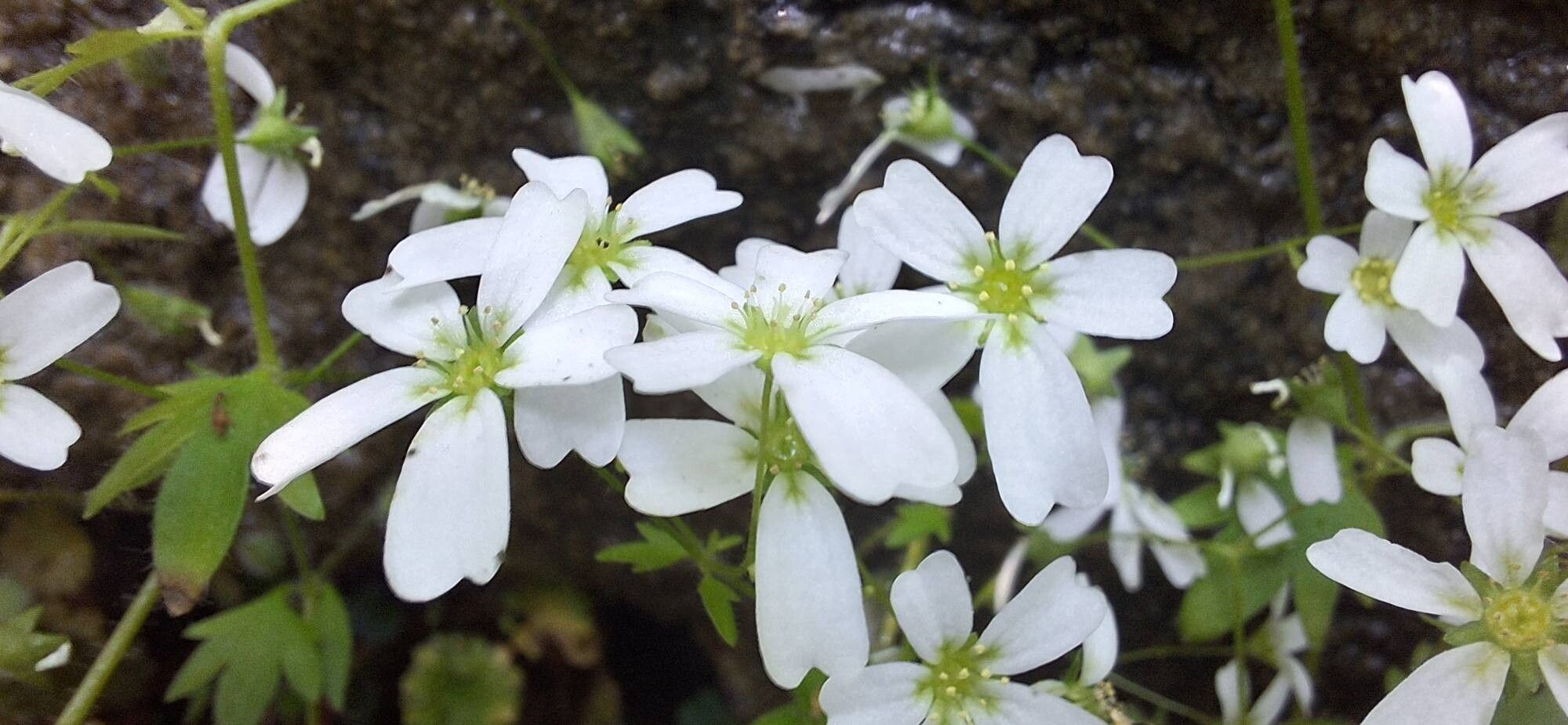 Saxifraga berica — houseplant care guide