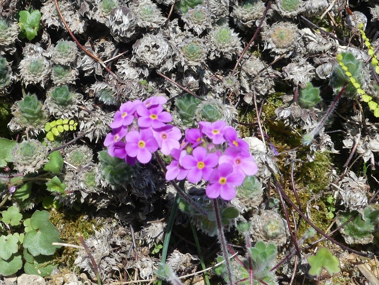 Androsace sarmentosa flower
