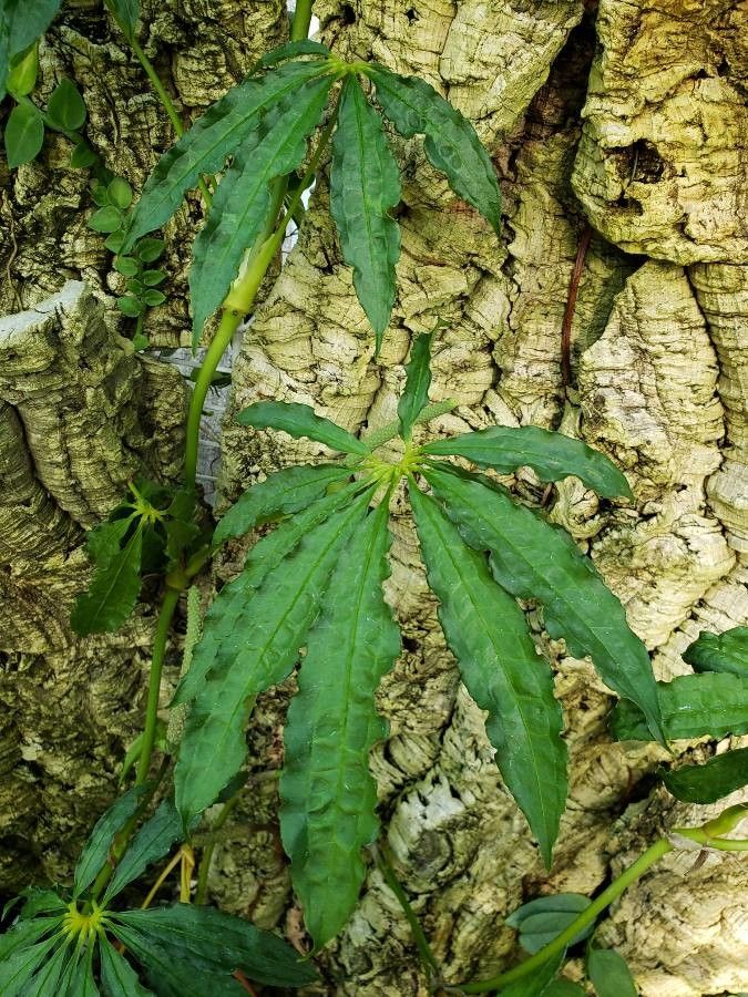 Anthurium polystictum — search result for 'Anthurium'