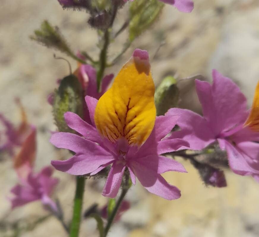 Schizanthus grahamii flower