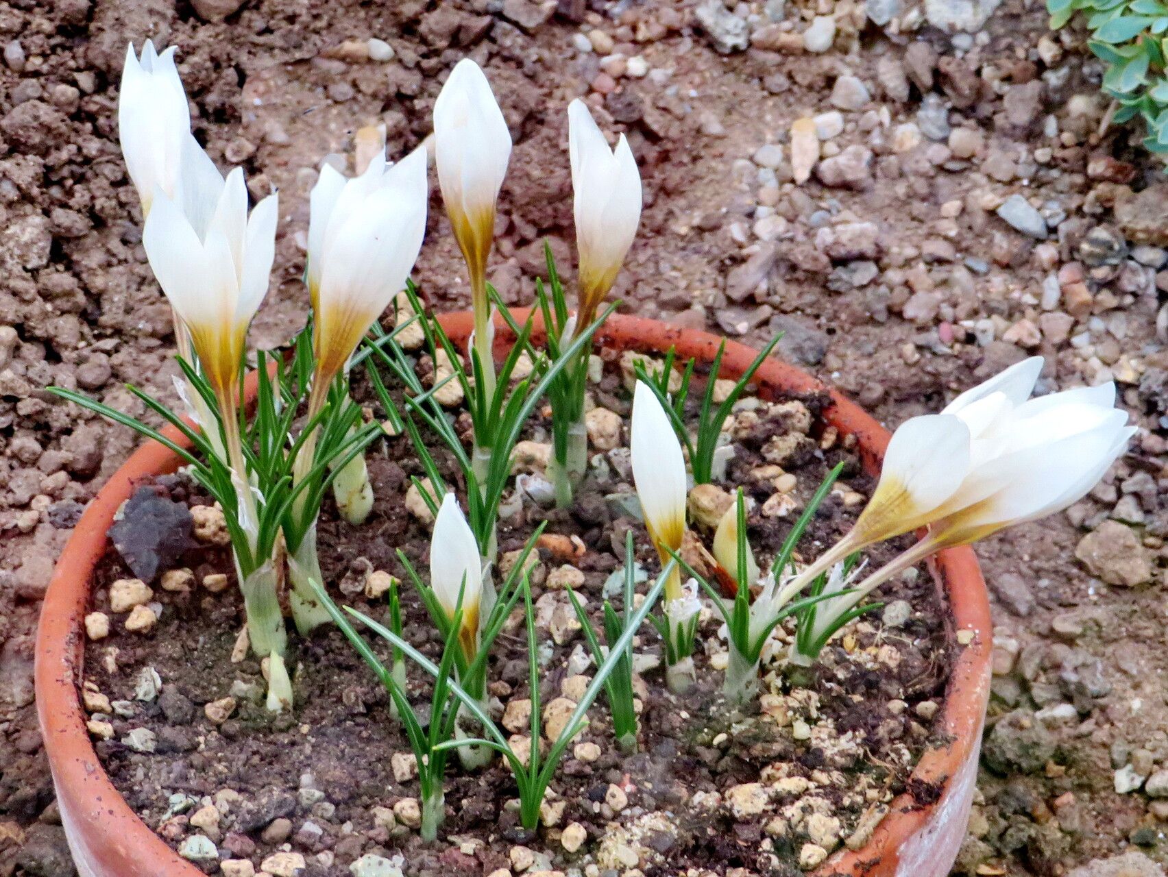 Crocus hadriaticus habit