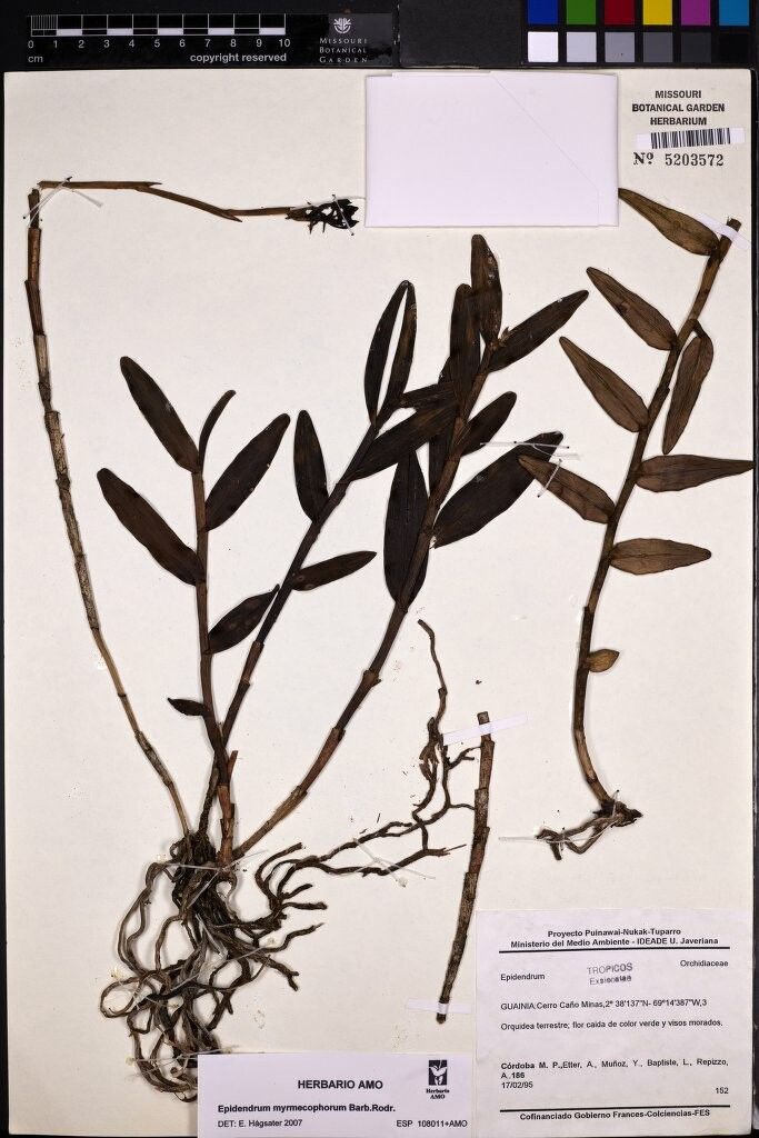 Epidendrum myrmecophorum — search result for 'Epidendrum'