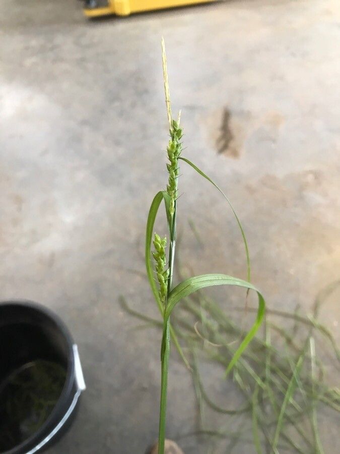 Carex blanda — search result for 'Carex'