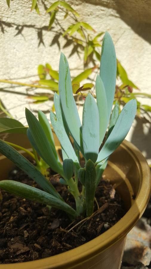 Curio crassulifolius leaf