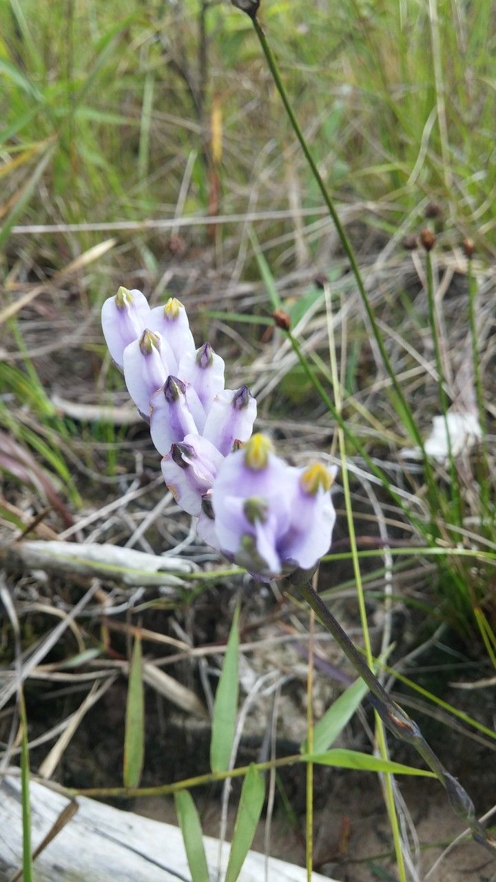 Burmannia disticha — houseplant care guide