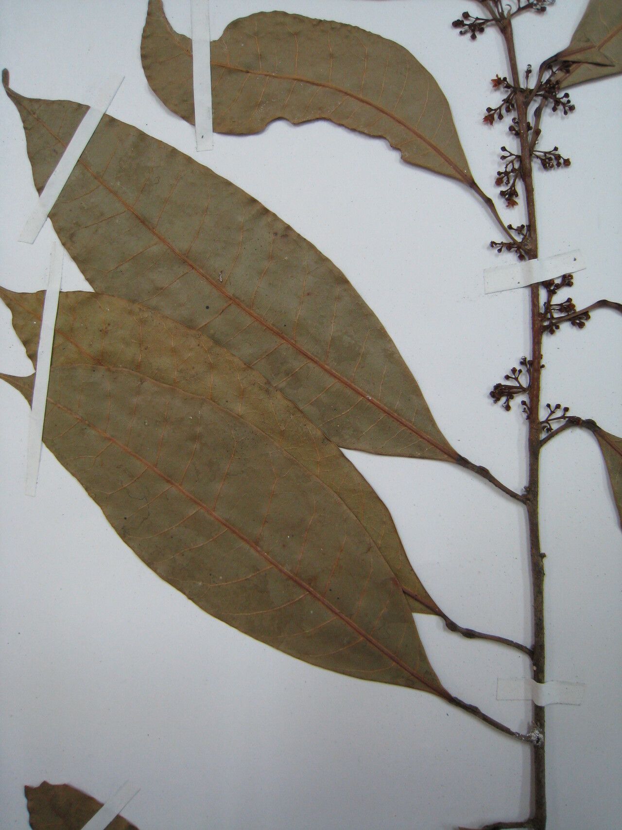 Protium occultum other