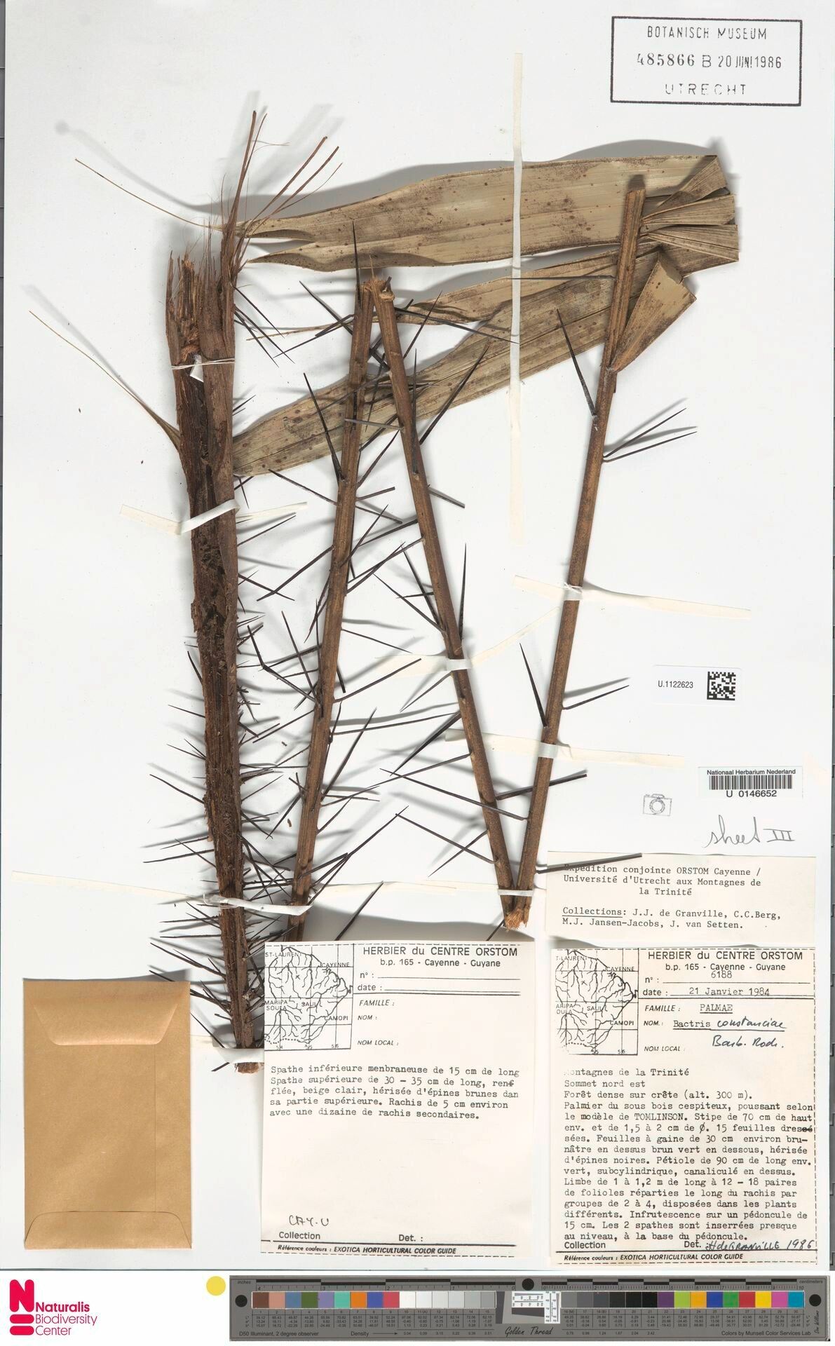 Bactris constanciae bark