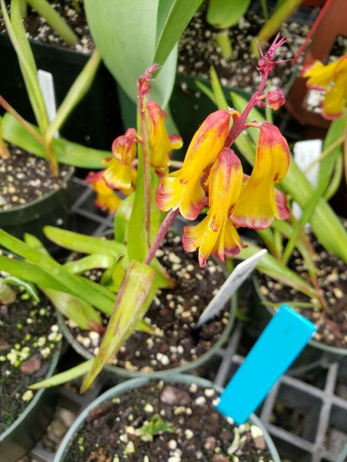 Lachenalia aloides habit