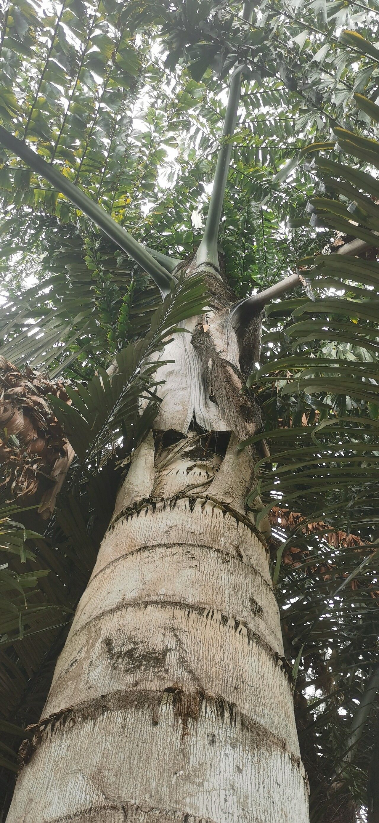 Caryota kiriwongensis habit