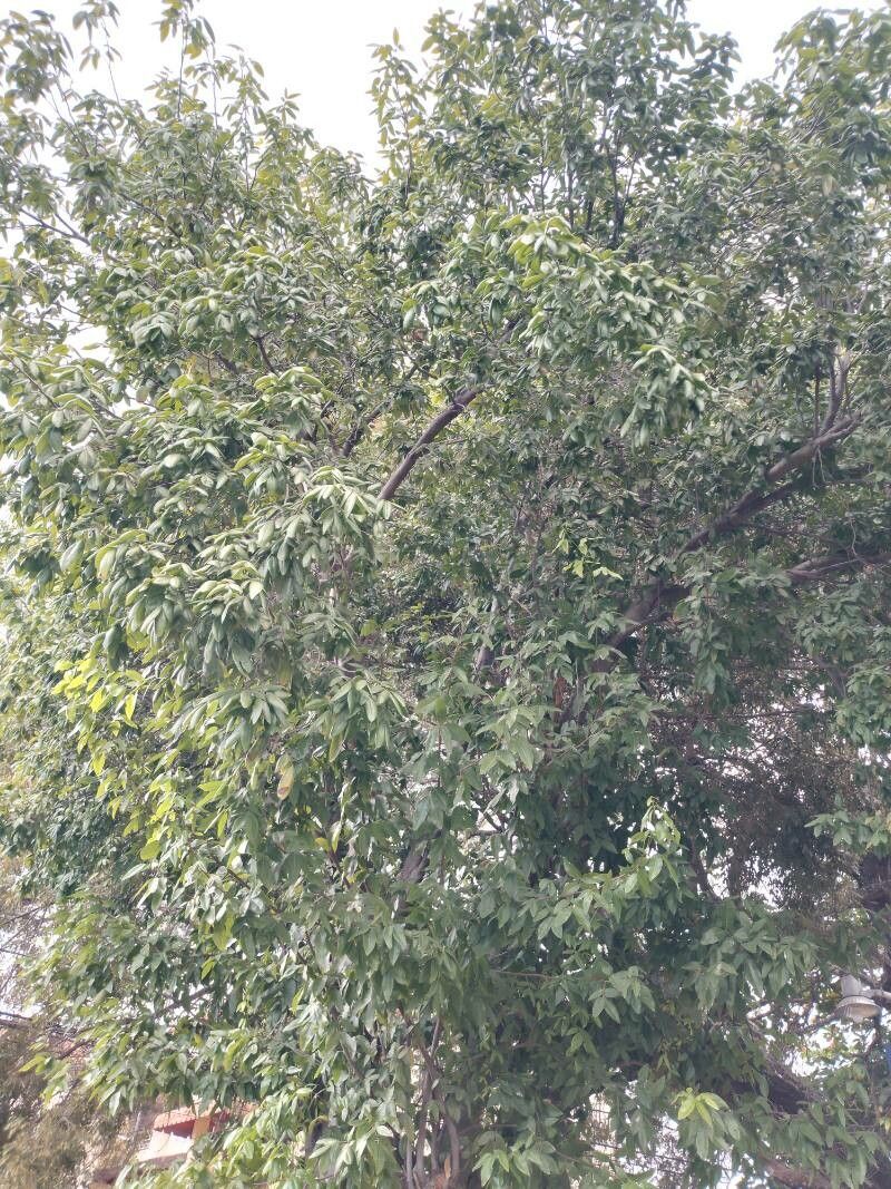 Melicoccus jimenezii — related species from the same genus