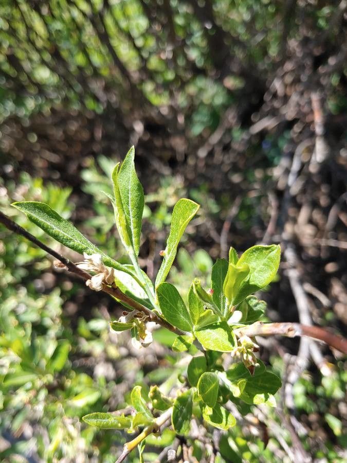 Salix commutata leaf